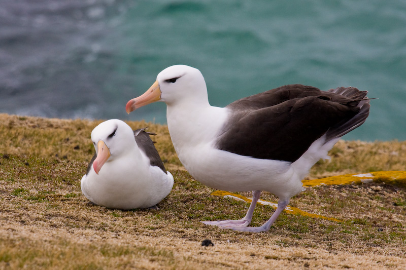 Black-Browed Albatrosses